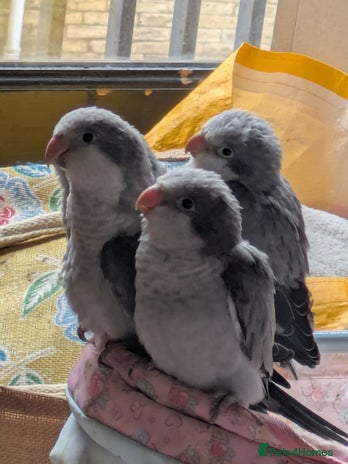 Parakeets birds for sale - Advert 1