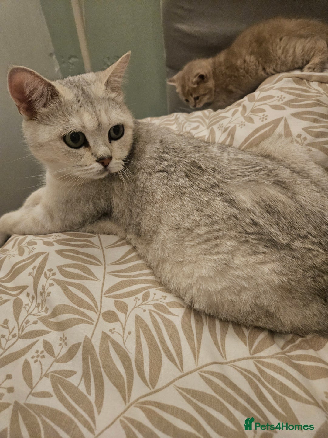 British Shorthair cats for sale: British Shorthair kittens! MALE BACK AVAILABLE!  - Advert 23