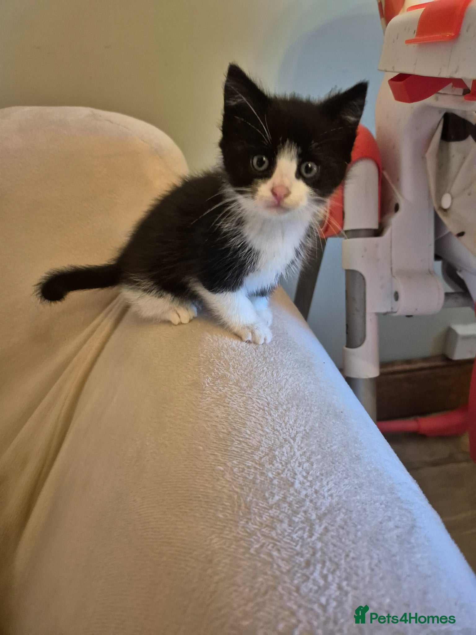 Mixed Breed cats Black and white boy left - Advert 17