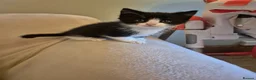 Mixed Breed cats for sale: Kittens Looking for Family Homes  - Advert 2