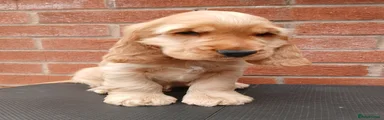 Cocker Spaniel 1
