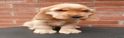 Cocker Spaniel dogs for sale: Show Type cocker puppies - Advert 4