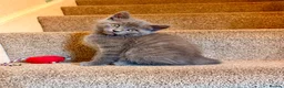 Persian cats for sale: Mix Persian Kittens Ready 2 Collect! - Advert 13