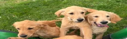 Golden Retriever dogs for sale: Beautiful KC dark gold healthy boys - Advert 17