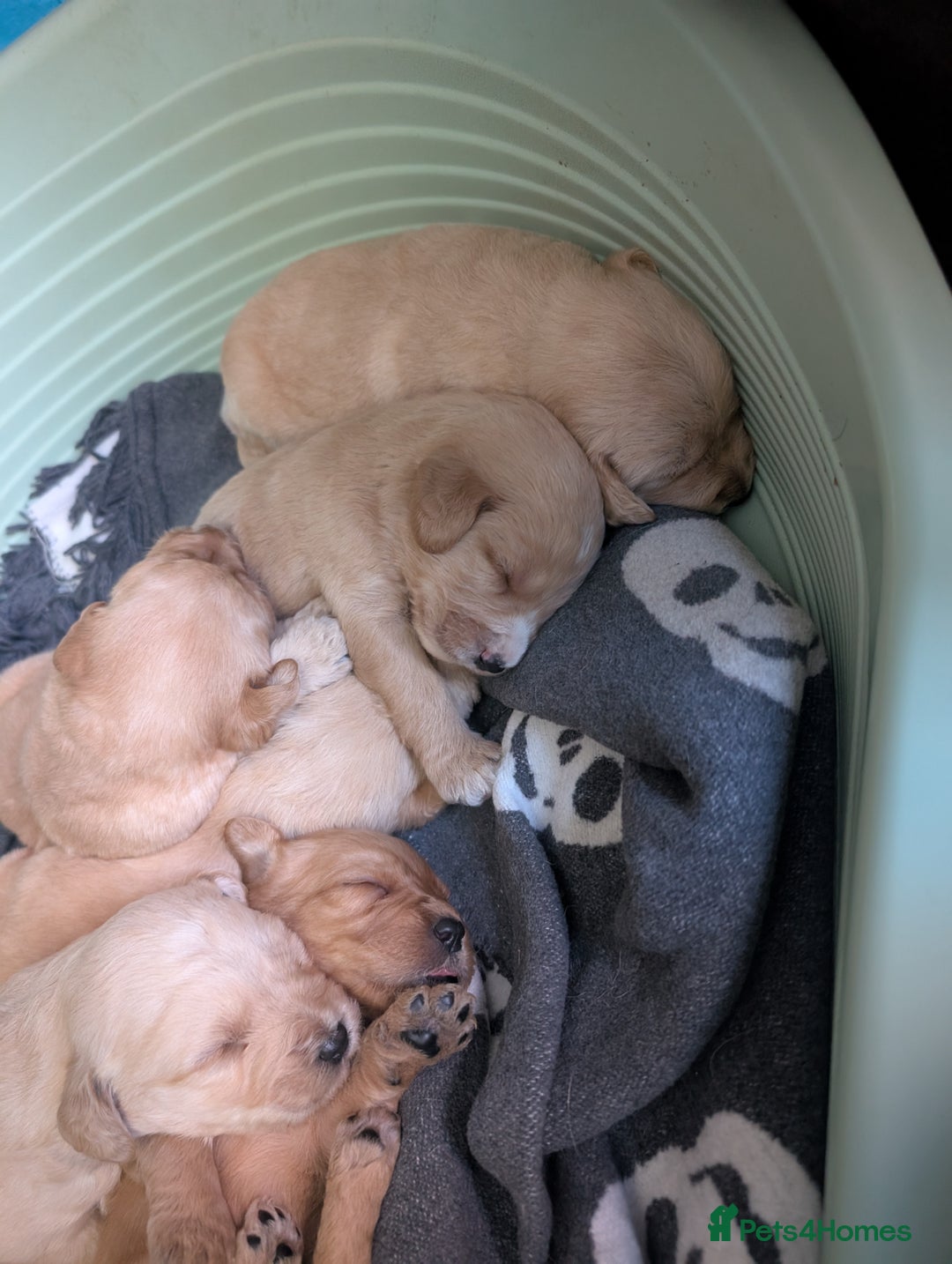 Labradoodle dogs for sale: F1 Labradoodle puppies  - Image 20