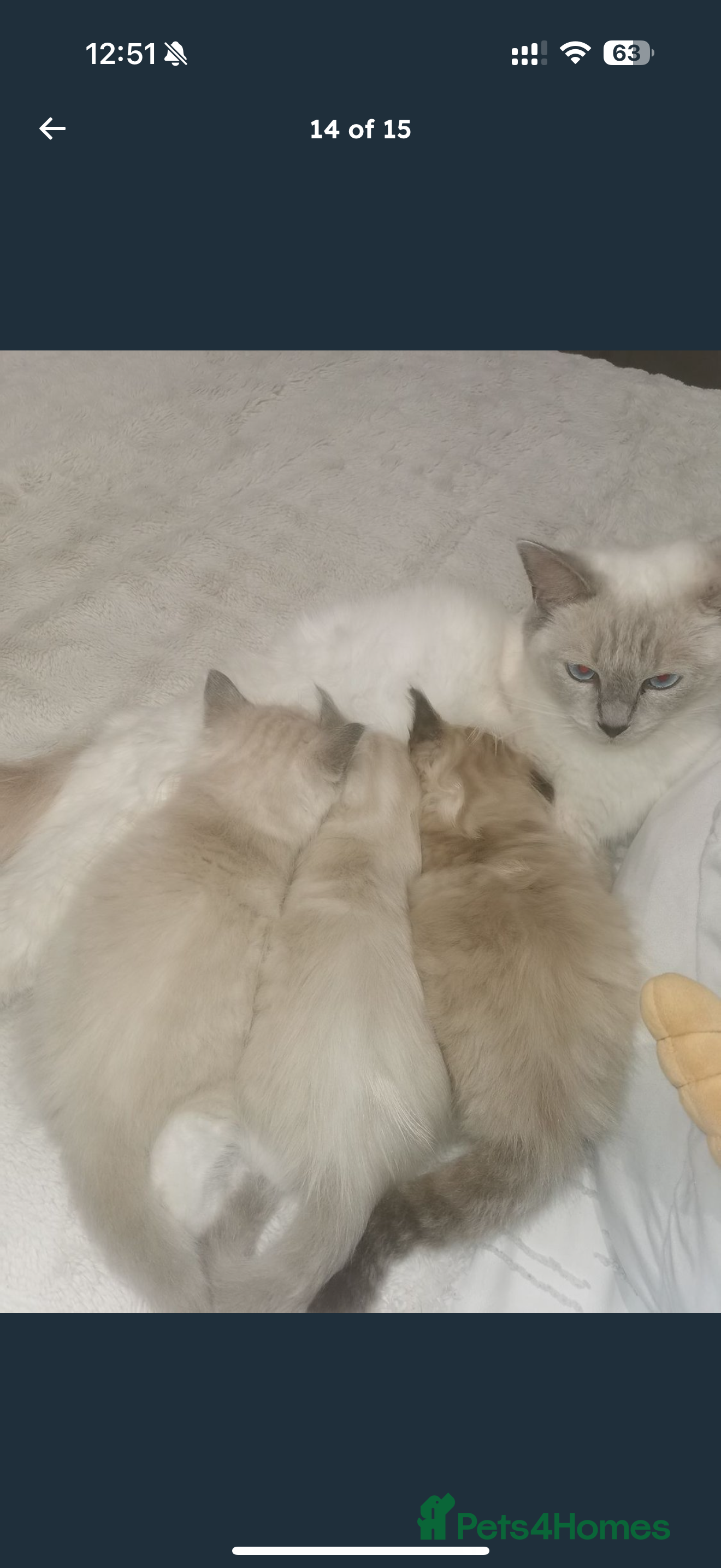 Ragdoll cats Ragdoll - Advert 1