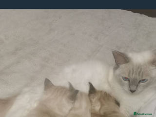 Ragdoll cats Ragdoll - Advert 6