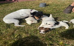 Jack Russell dogs for sale: Pedigree Jack Russell Puppies  - Image 17