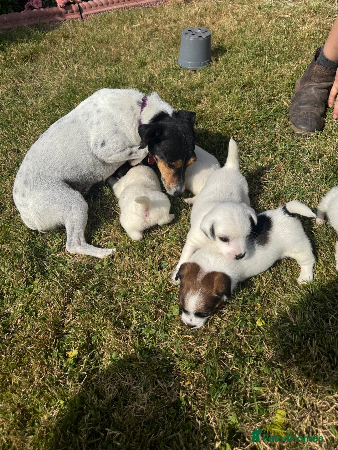 Jack Russell dogs for sale: Pedigree Jack Russell Puppies  - Image 17