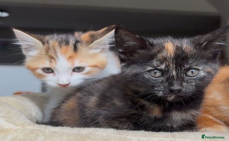 Mixed Breed cats - Advert 15