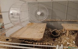 Gerbil rodents for sale: 2x Female gerbils with cage - Image 3