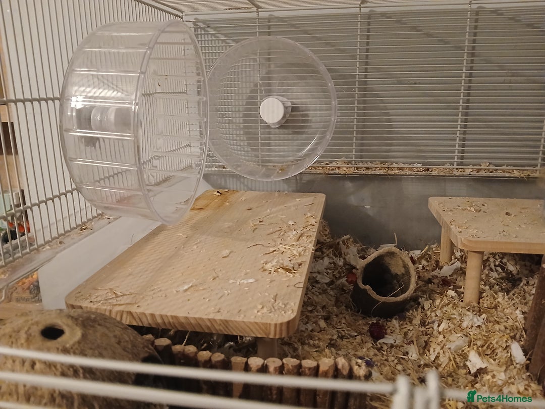 Gerbil rodents for sale: 2x Female gerbils with cage - Image 3