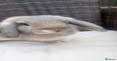 Mini Lop rabbits - Advert 12