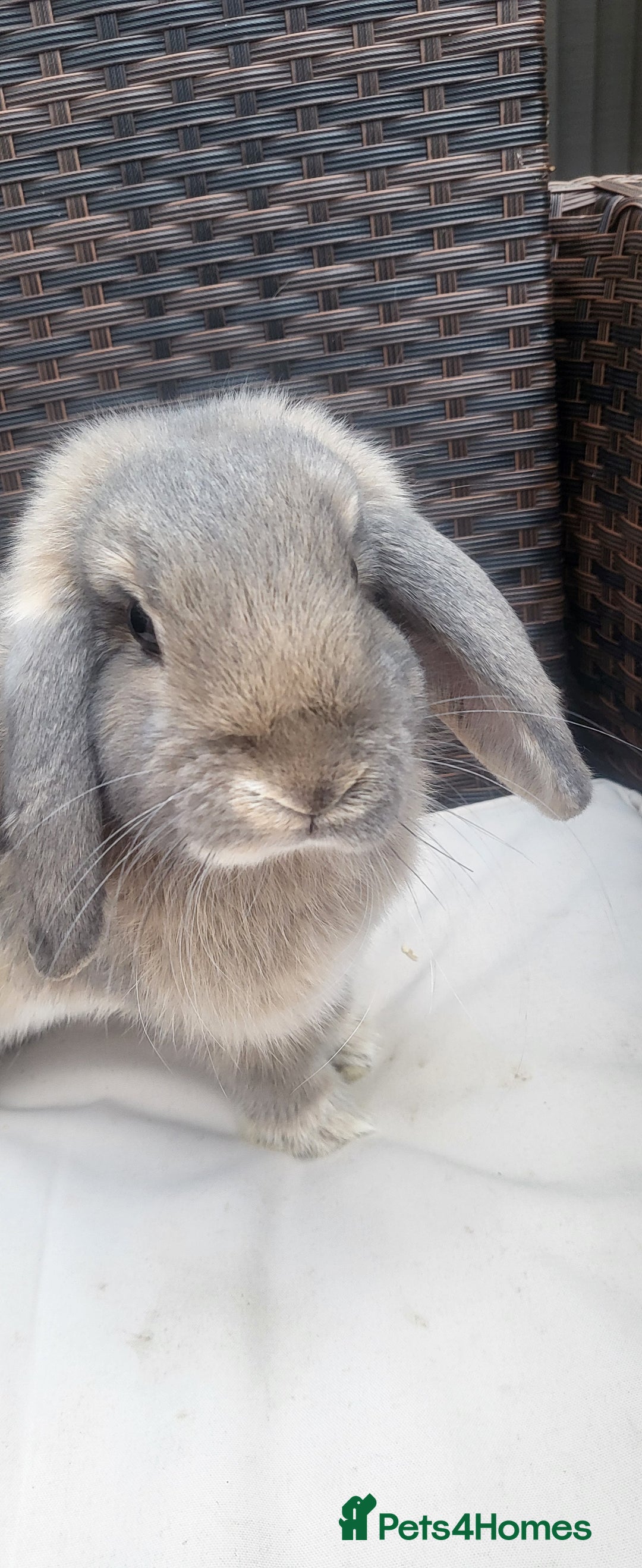 Mini Lop rabbits for sale: Adorable Young Boy Rabbits Seeking Forever Homes! - Image 2