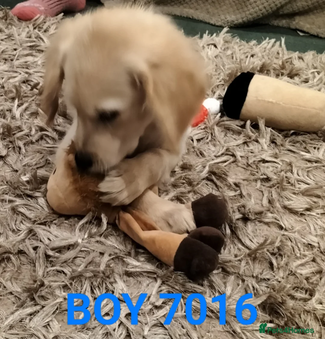 Golden Retriever dogs for sale: GOLDEN RETRIEVER PUPS - Advert 24