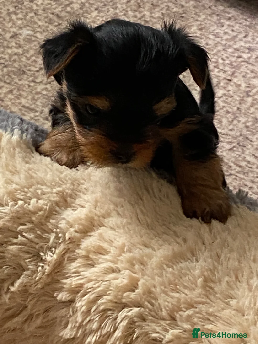 Yorkshire Terrier dogs for sale: Yorkshire Terrier Puppies  - Advert 6