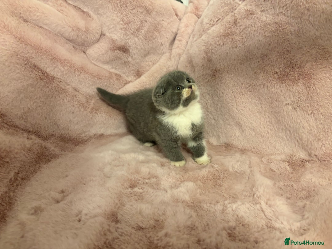 Scottish Fold cats for sale: Chunky Scottish fold kittens - Advert 8