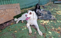 English Setter dogs for adoption: Pumuki  - Image 9
