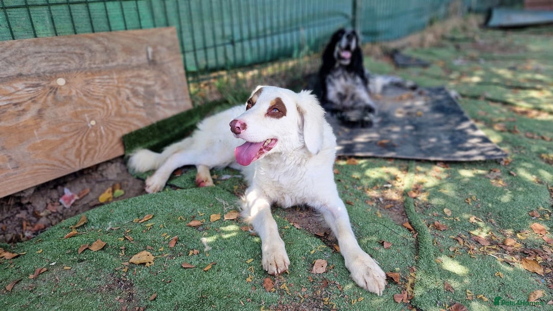 English Setter dogs for adoption: Pumuki  - Image 9