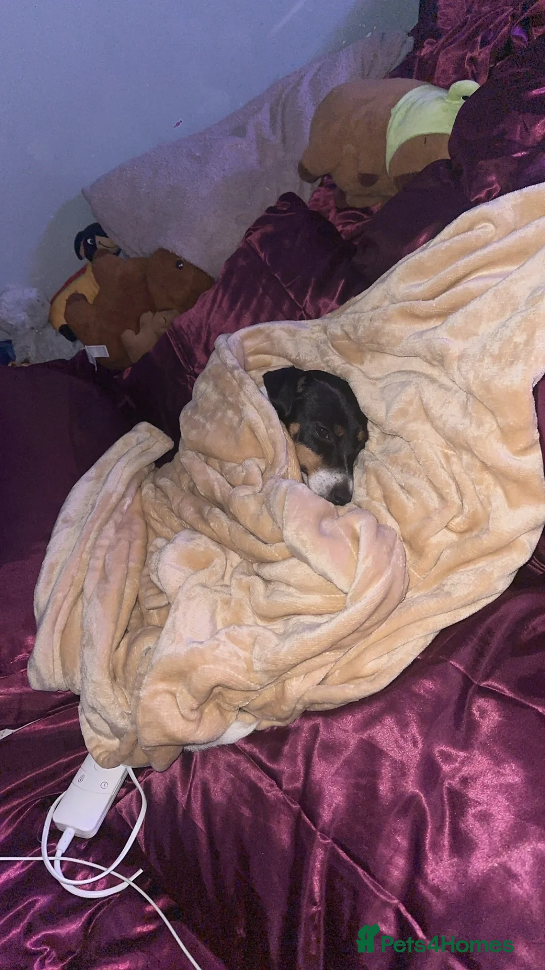 Jack Russell dogs for sale: Jack Russel called Roxy  - Advert 8