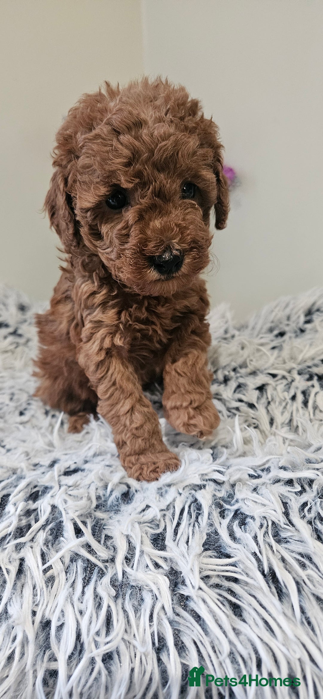 Toy Poodle dogs for sale: Beautiful Red Toy Poodle Puppies - Advert 15