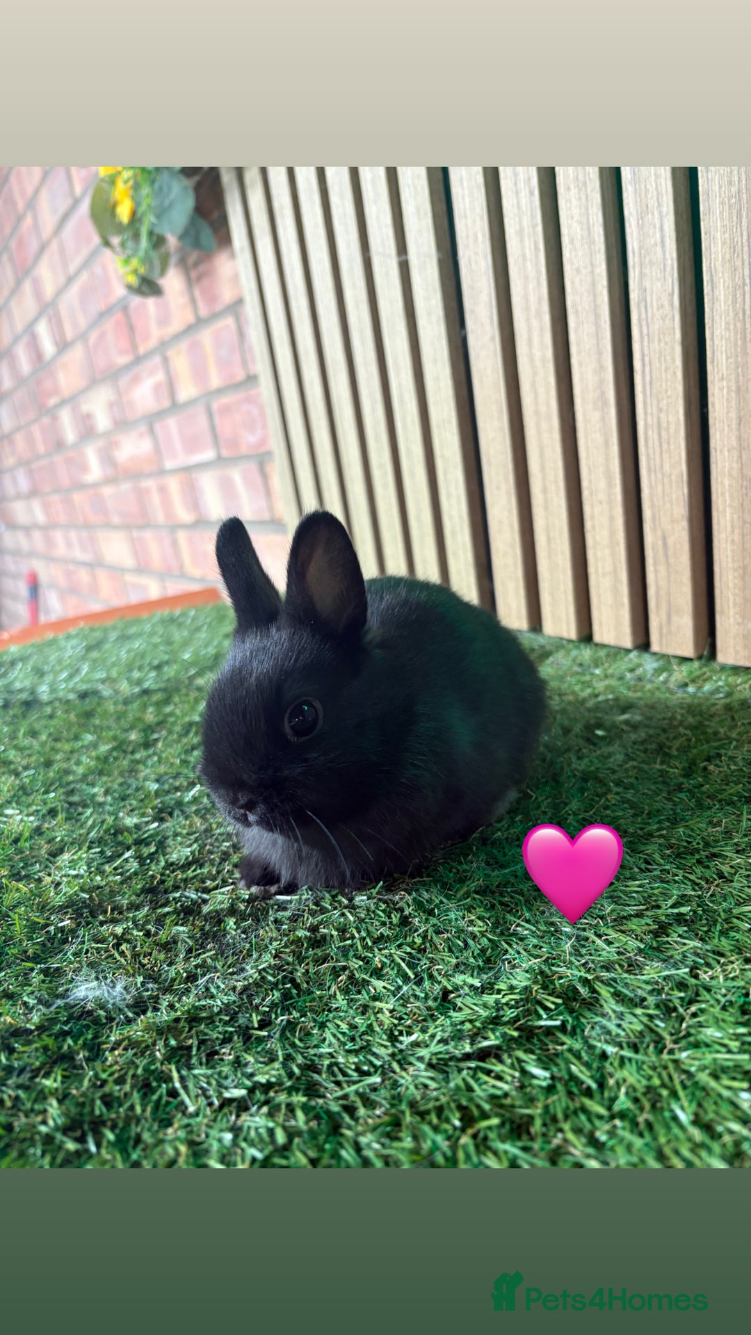 Netherland Dwarf rabbits for sale: 3 Black self Netherland Dwarf babies for sale - Advert 7