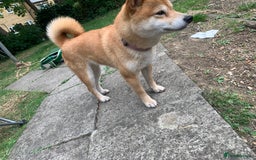 Japanese Shiba Inu dogs for sale: Japanese Shiba inu - Image 4