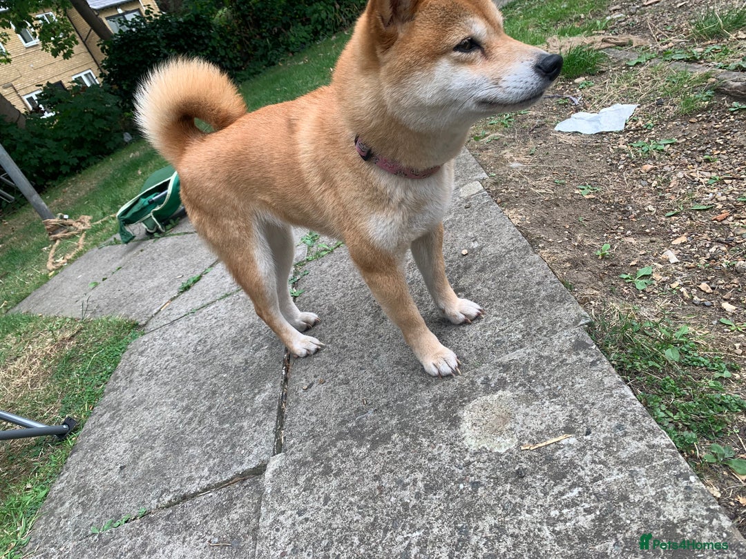 Japanese Shiba Inu dogs for sale: Japanese Shiba inu - Image 4