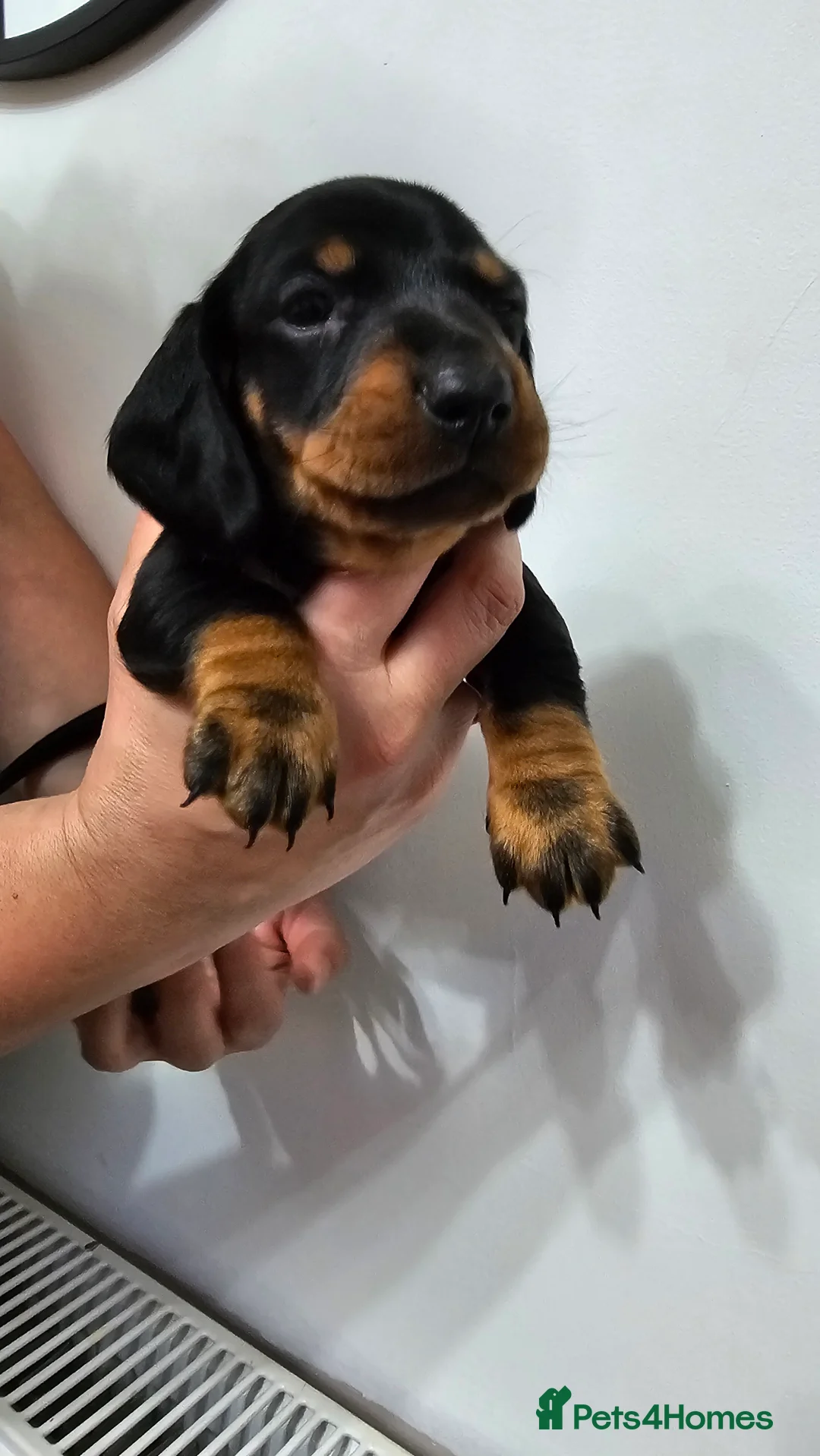 Dachshund dogs for sale: Ready Now ! KC Standard Dachshund puppies!  - Advert 11