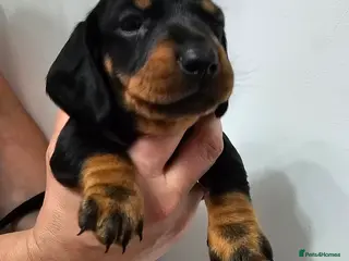 Dachshund dogs Ready Now ! KC Standard Dachshund puppies! - Advert 3