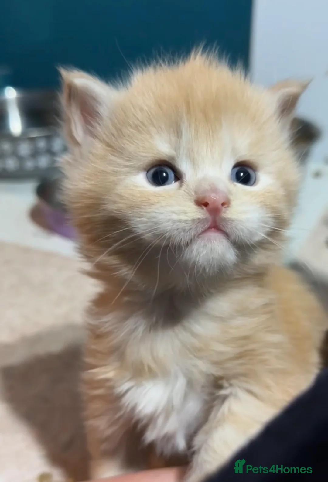 Maine Coon cats for sale: Big chunky Russian bloodline kittens - Advert 10