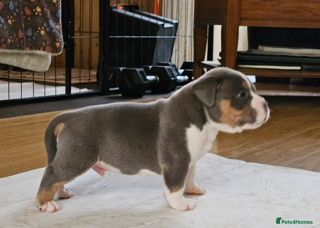 American Bully dogs for sale: Cowboyline pocket bullies  - Advert 2
