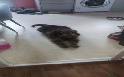 Labradoodle dogs for sale: Labradooodle  - Image 3