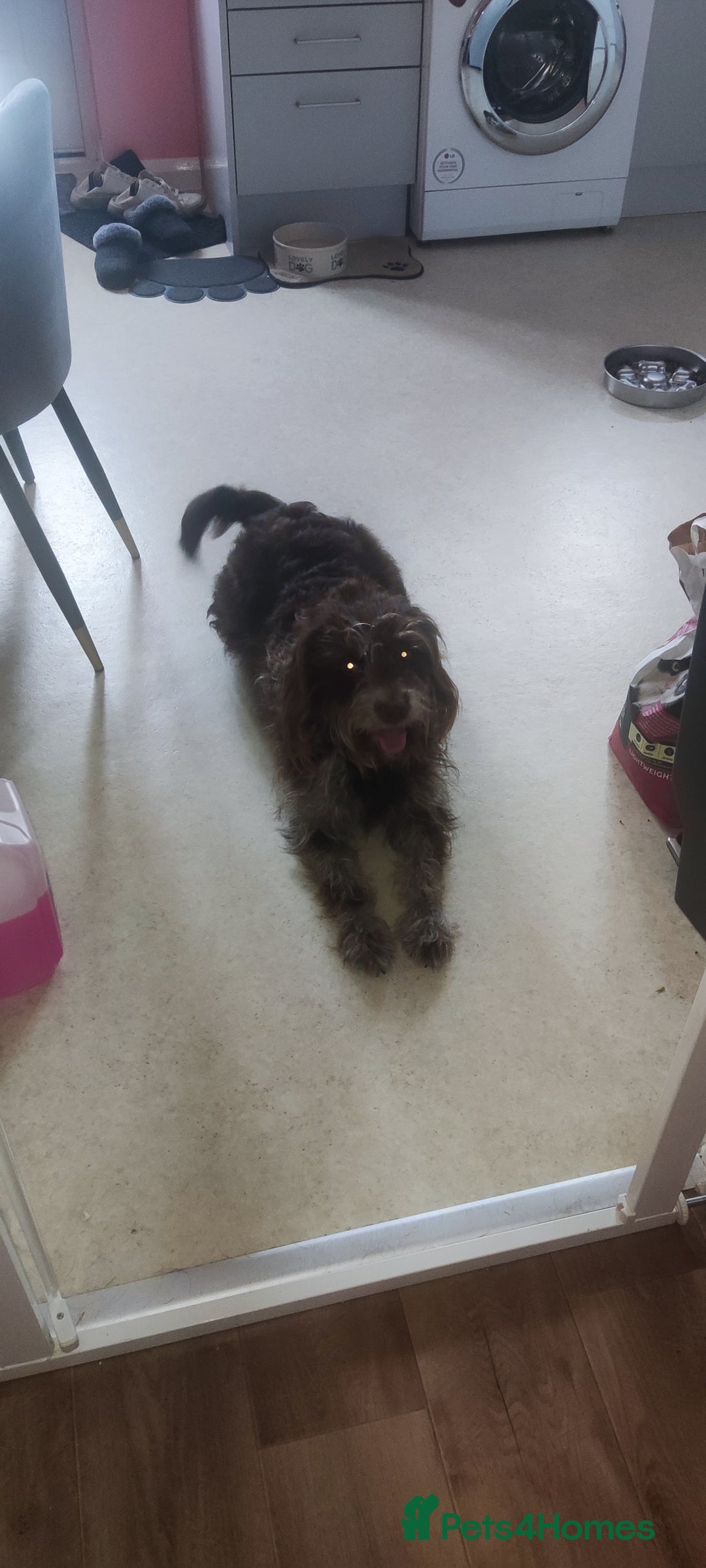 Labradoodle dogs for sale: Labradooodle  - Image 3