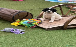 English Springer Spaniel dogs for sale: Stunning kc reg dna tested  - Image 19