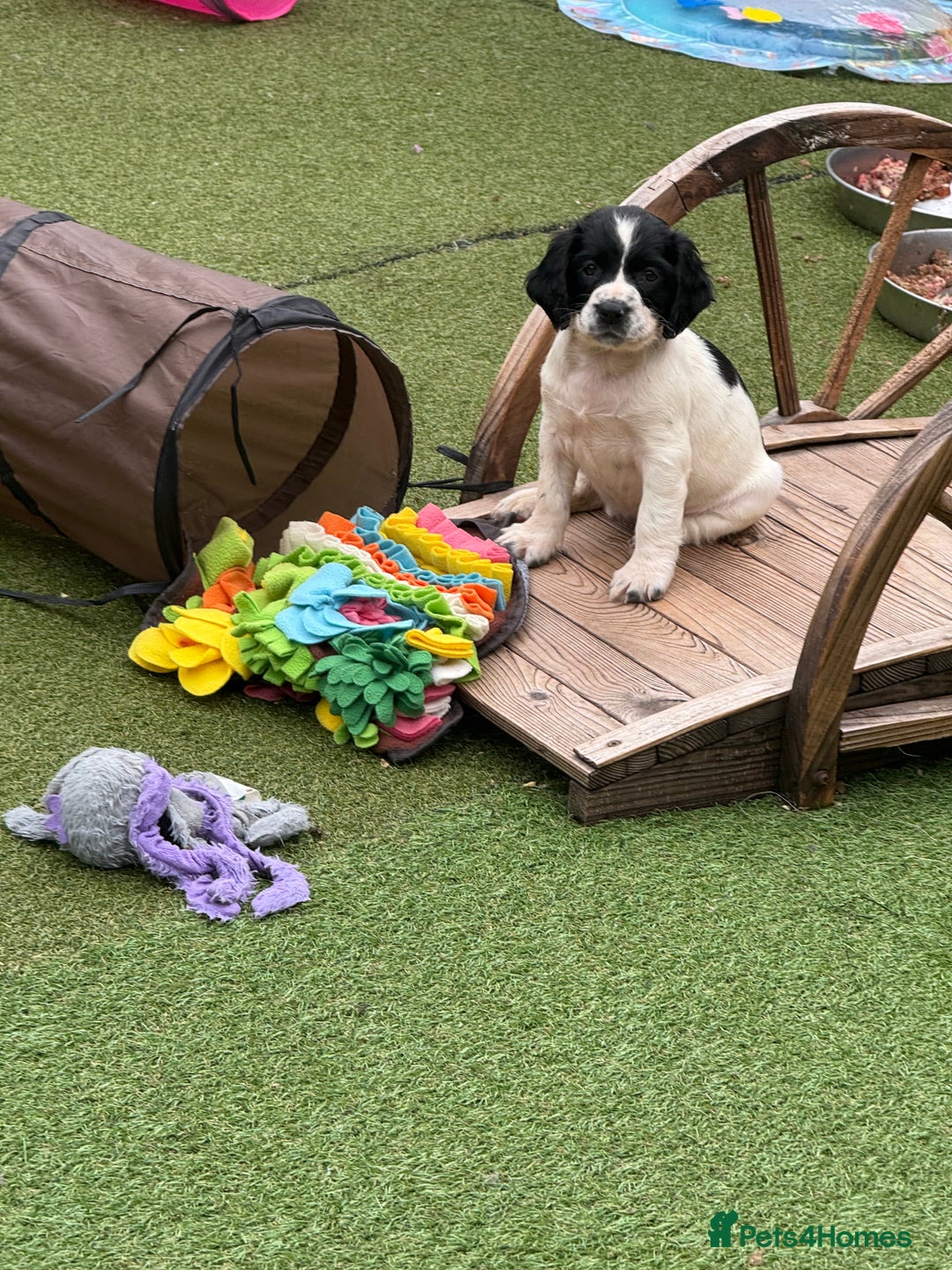 English Springer Spaniel dogs for sale: Stunning kc reg dna tested  - Image 19