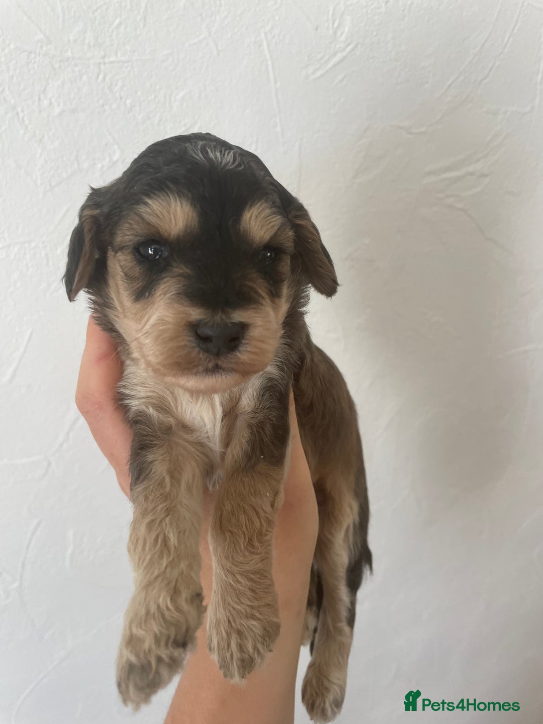 Cockapoo dogs for sale: ⭐️⭐️7 gorgeous toy cockapoo pups F1b ⭐️⭐️🧸 - Image 12