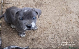 Cane Corso dogs for sale: Look 👀 absolutely stunning cane corso. - Image 1