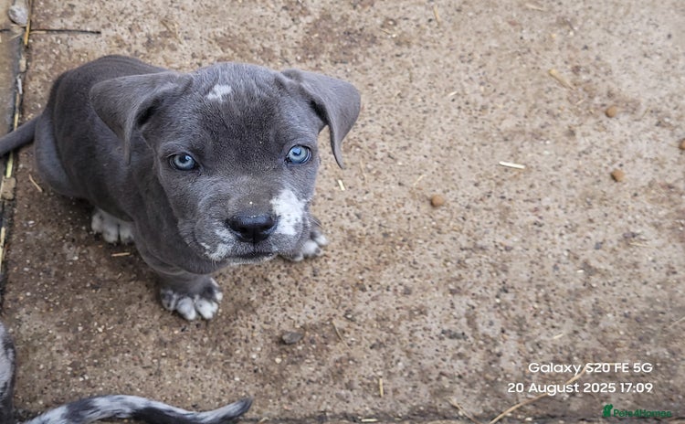 Cane Corso dogs - Advert 2