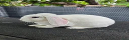 Mini Lop rabbits for sale: Mini lops  - Advert 3