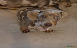 Dachshund dogs for sale: Kc isabella dapples boys - Image 9