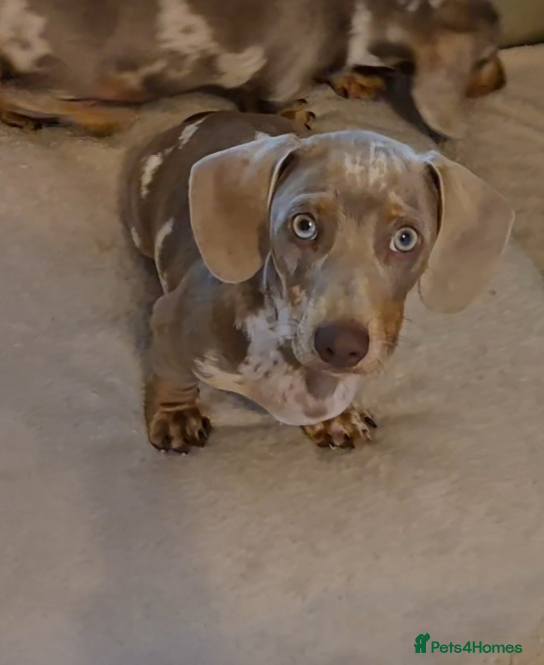 Dachshund dogs for sale: Kc isabella dapples boys - Image 9