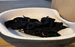 Labrador Retriever dogs for sale: Outstanding Litter of KC registered Labradors  - Image 3