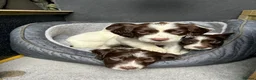 English Springer Spaniel dogs for sale: English springer spaniel puppie - Advert 8