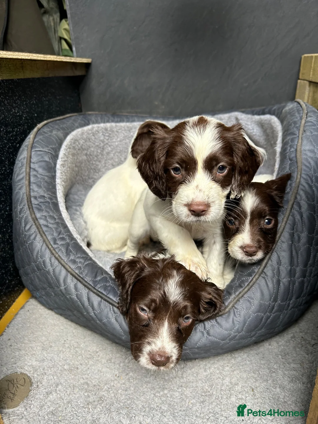 English Springer Spaniel dogs for sale: English springer spaniel puppie - Advert 8