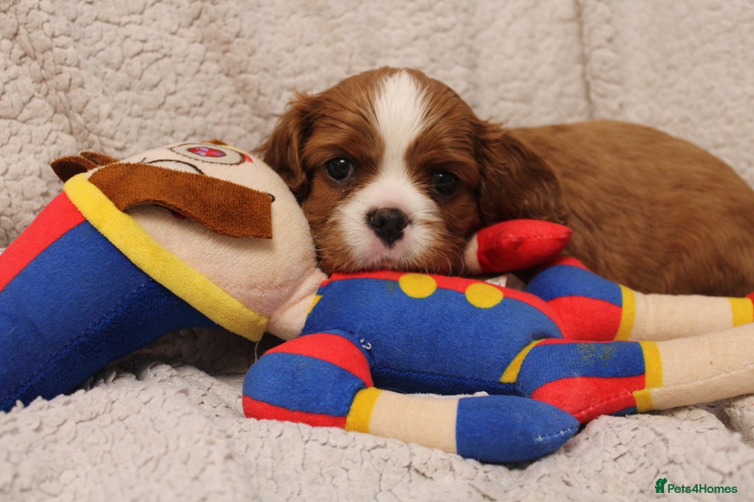Cavalier King Charles Spaniel dogs for sale: Beautiful Cavalier king charles spaniel puppies - Image 14