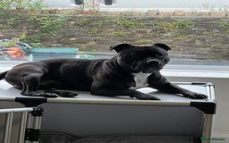 Staffordshire Bull Terrier dogs for stud: Staffordshire Bull Terrier  - Image 6