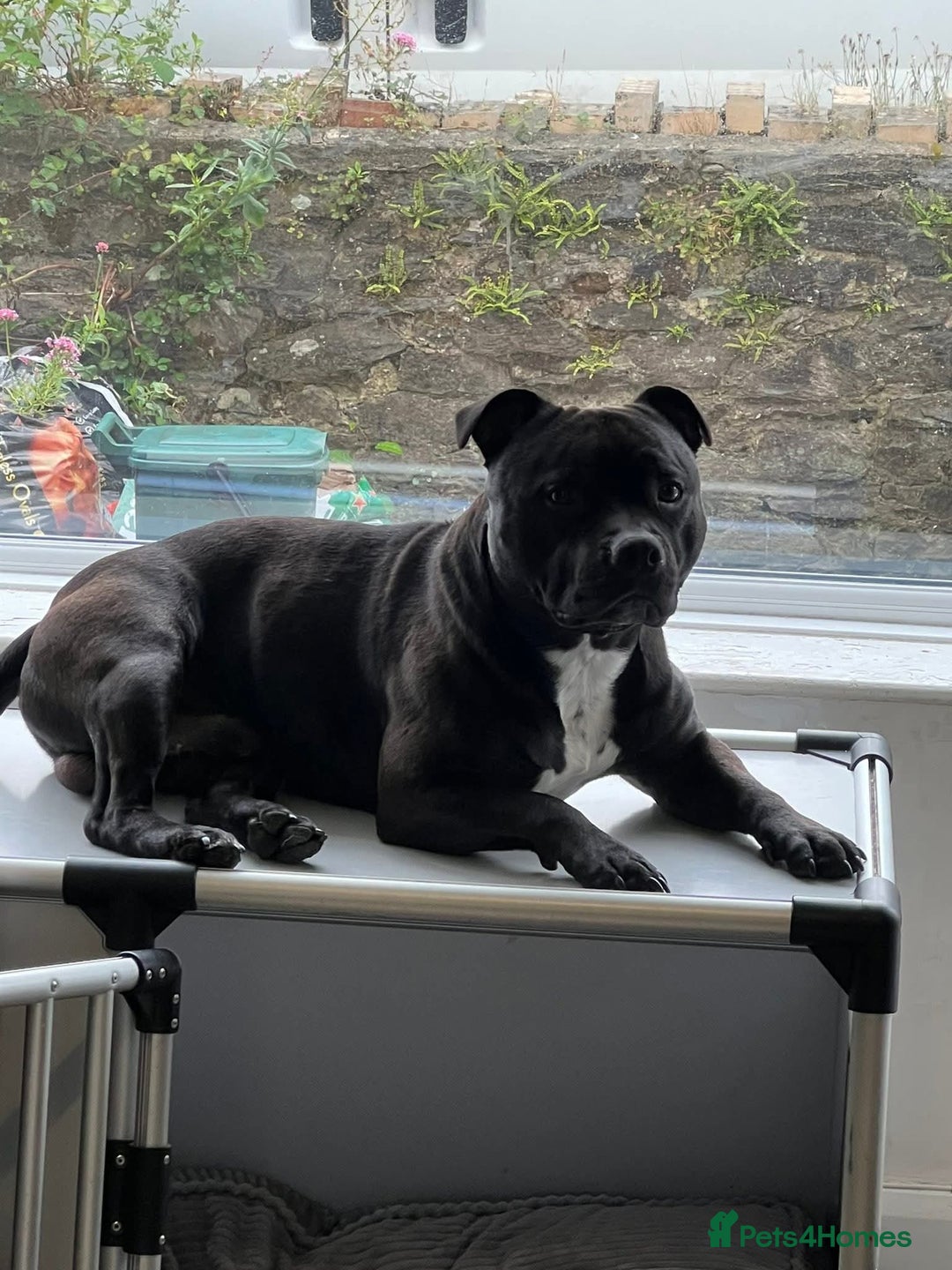 Staffordshire Bull Terrier dogs for stud: Staffordshire Bull Terrier  - Image 6