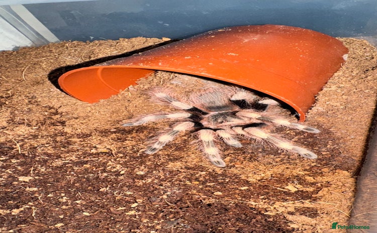 Tarantulas invertebrates - Advert 14