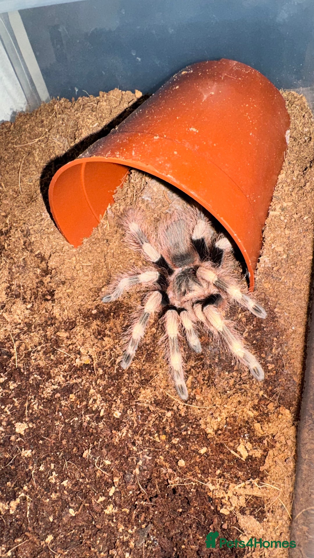 Tarantulas invertebrates for sale: 4 Tarantulas for sale!  - Image 1